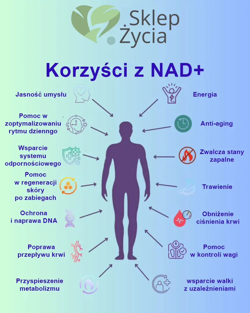 NAD+ infografika