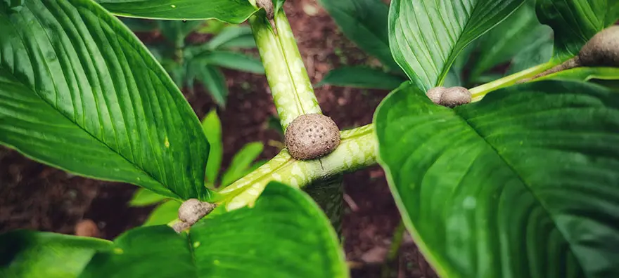Konjac - roślina zawierająca glukomannan