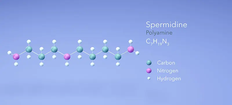 Spermidyna - wzór chemiczny
