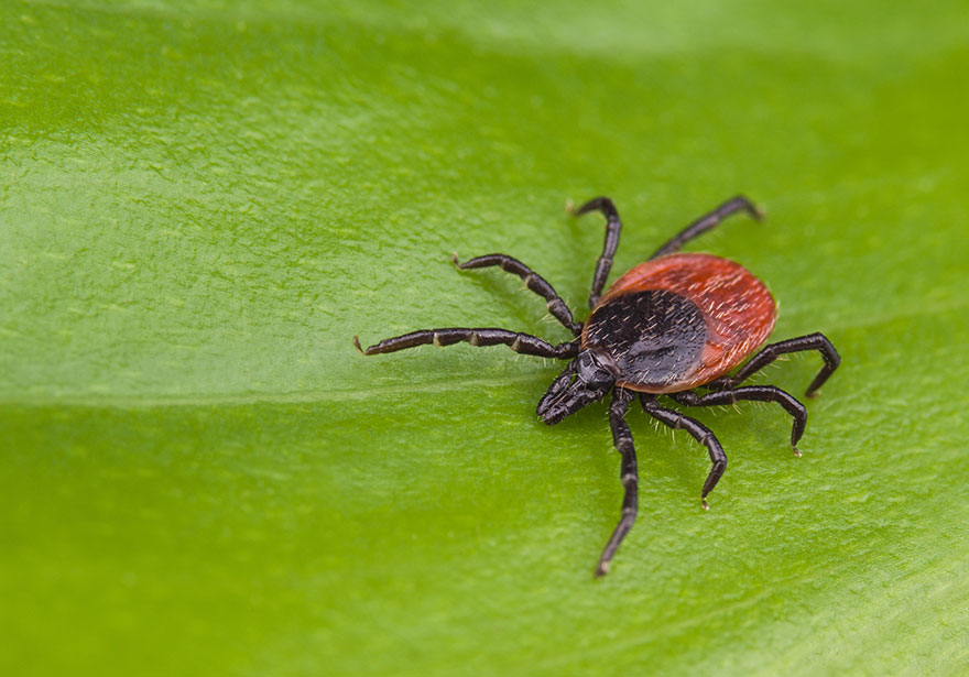 Borelioza: Naturalne sposoby wspomagania leczenia