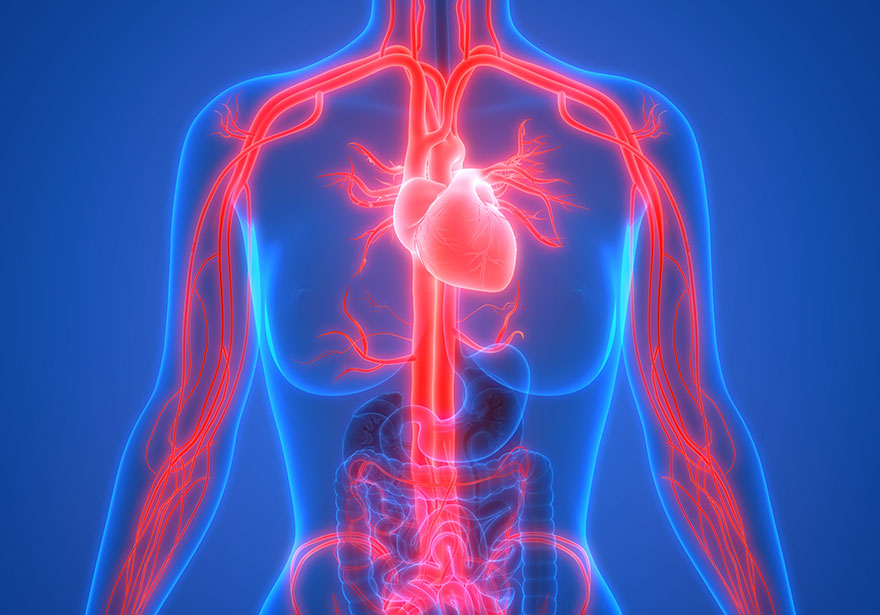 Suplementy na cholesterol i zdrowe serce: Które z nich działają najlepiej?